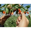 Hot sale organic goji berries with high quality